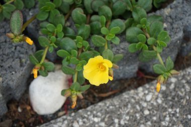 Portulaca oleracea, ördek otu, küçük yosun ya da pursley olarak da bilinir, Portekiz 'de her yıl rastlanan tropikal ve sulu bir bitki türüdür. Berlin, Almanya 