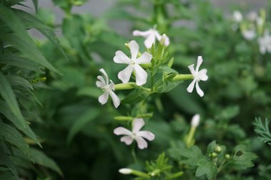 Phlox divaricata, Polemoniaceae familyasından çiçek açan bir bitki türüdür. Berlin, Almanya 