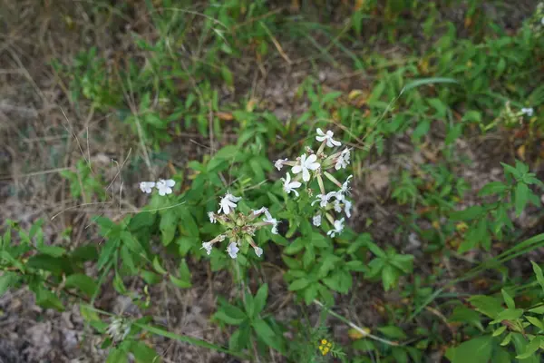 Phlox Divaricata Wild Blue Phlox Woodland Phlox Wild Sweet William — 스톡 사진