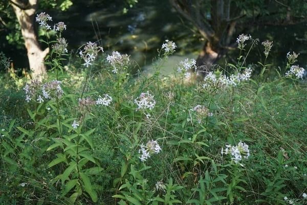 Phlox Divaricata Phlox Divaricata Вид Квіткових Рослин Родині Polemoniaceae Берлін — стокове фото