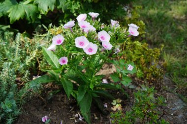 Merkeze doğru artan yoğunluğu olan soluk pembe bir fenomen, bahçede panikleyen 