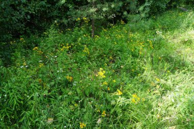 Tansy, Tanasetum vulgare (Tanasetum vulgare), Tanasetum familyasına ait uzun ömürlü bir bitki türü. Berlin, Almanya