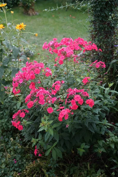 Blühende Rosa Phlox Paniculata Und Gelbe Heliopsis Garten August Phlox — Stockfoto