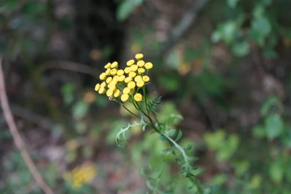 Tansy Tanacetum Vulgare Common Tansy Bitter Buttons Cow Bitter Golden — 图库照片