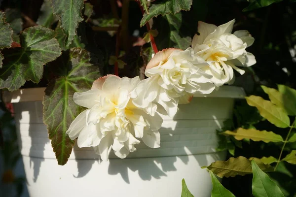 Begonia Illumination White Has Lovely White Flowers Begonia Genus Perennial — Stock Photo, Image