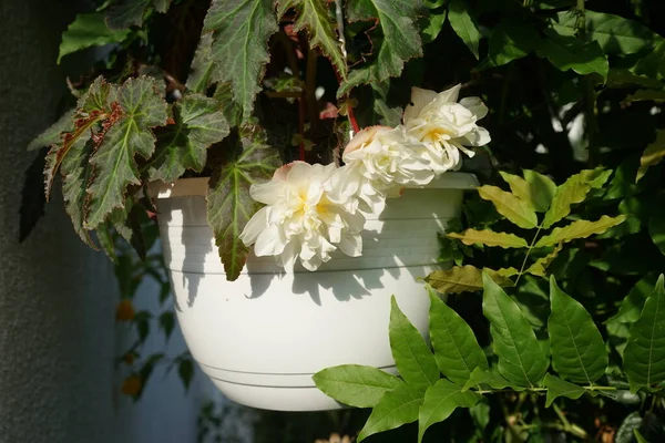 Begonia Illumination White Has Lovely White Flowers Begonia Genus Perennial — Stock Photo, Image