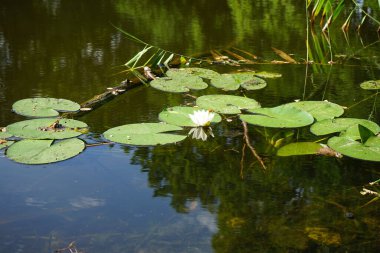 Nymphaea alba, Nymphaeaceae familyasından bir nenuphar bitkisidir. Berlin, Almanya