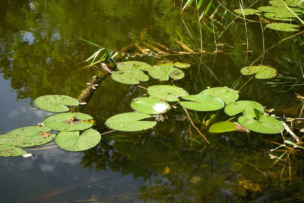 Nymphaea Alba Λευκό Νούφαρο Ευρωπαϊκό Λευκό Νούφαρο Λευκό Nenuphar Είναι — Φωτογραφία Αρχείου