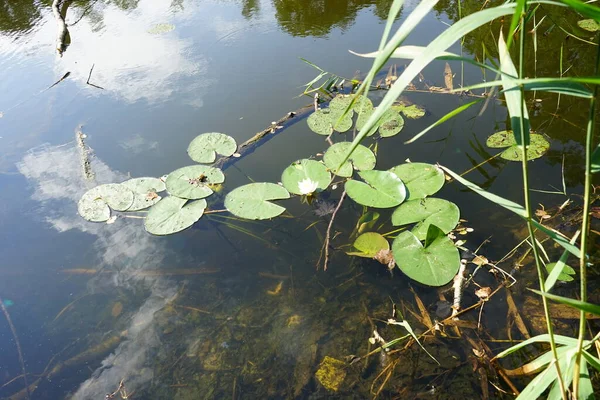 Nymphaea Alba Uma Espécie Planta Com Flor Aquática Pertencente Família — Fotografia de Stock