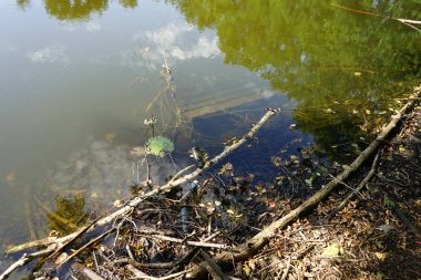 Güneşli bir Ağustos gününde parktaki 