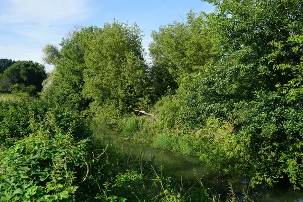 Rzeka Wuhle Okolice Wspaniałą Roślinnością Sierpniu Berlin Niemcy — Zdjęcie stockowe