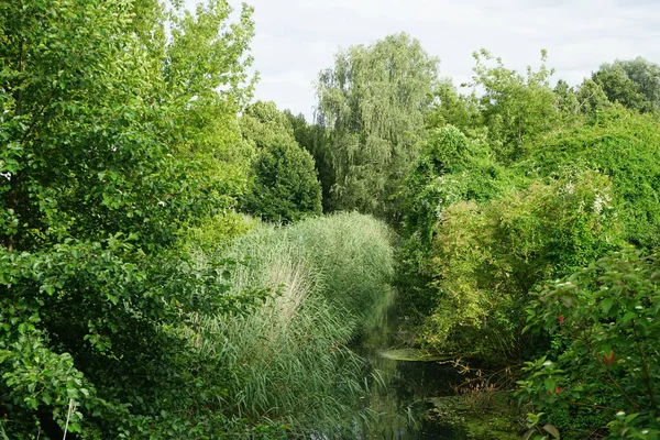 Řeka Wthe Okolí Nádhernou Vegetací Srpnu Berlín Německo — Stock fotografie