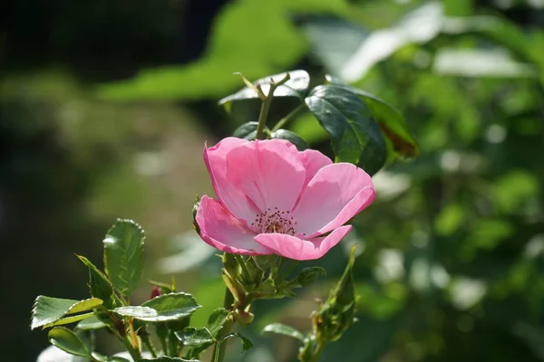 Rosa Ornamental Marion Cultivar Marion Jardim Rosa Rosa Como Uma — Fotografia de Stock