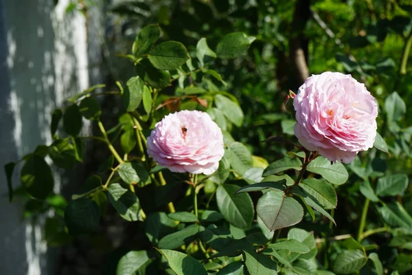 Μέλισσα Ένα Ροζ Τριαντάφυλλο Αγγλικό Τριαντάφυλλο James Galway Ανατράφηκε Από — Φωτογραφία Αρχείου