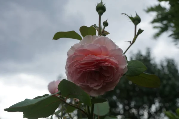 Mawar Inggris James Galway Yang Dibesarkan Oleh David Austin Bunga — Stok Foto