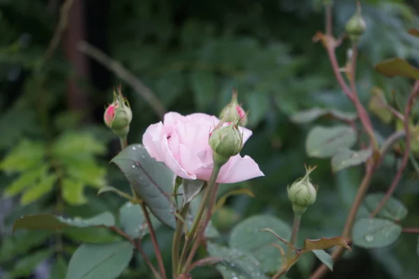 英国玫瑰 詹姆斯 由大卫 奥斯汀培育 美丽的玫瑰花环 芬芳芬芳 德国柏林 — 图库照片