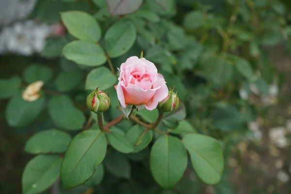 English Rose James Galway Bred David Austin Impressively Beautiful Rosette — Stock Photo, Image