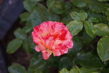 Gül türü 'Claude Monet', Syn. 'JACdesa', Jack E. Christensen tarafından yetiştirilen kırmızı, sarı ve kremalı beyaz çizgili bir melez çay gülüdür. Berlin, Almanya