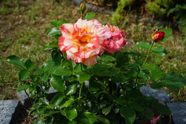 Variedade Rosa Claude Monet Syn Jacdesa Vermelho Amarelo Cremoso Branco — Fotografia de Stock