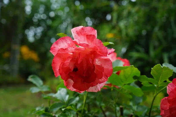 Rose Variety Claude Monet Syn Jacdesa Red Yellow Creamy White — Stock Photo, Image