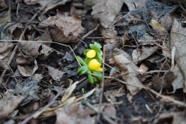 Eranthis hyemalis şubat ayında ormanda sarı çiçeklerle açar. Eranthis hyemalis, Ranunculaceae familyasından çiçekli bir bitki türüdür. Berlin, Almanya. 
