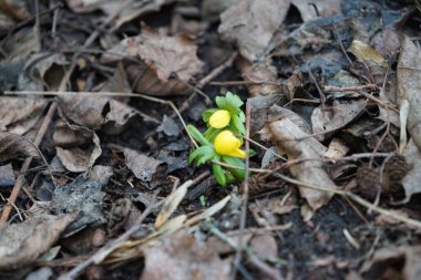Eranthis hyemalis şubat ayında ormanda sarı çiçeklerle açar. Eranthis hyemalis, Ranunculaceae familyasından çiçekli bir bitki türüdür. Berlin, Almanya. 