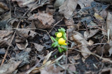 Eranthis hyemalis şubat ayında ormanda sarı çiçeklerle açar. Eranthis hyemalis, Ranunculaceae familyasından çiçekli bir bitki türüdür. Berlin, Almanya. 