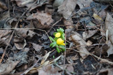 Eranthis hyemalis şubat ayında ormanda sarı çiçeklerle açar. Eranthis hyemalis, Ranunculaceae familyasından çiçekli bir bitki türüdür. Berlin, Almanya. 
