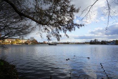 Chroicocephalus ridibundus gulls and Anas platyrhynchos ducks inhabit the Dahme River in February. The mallard, or wild duck, Anas platyrhynchos, is a dabbling duck. Berlin, Germany, Europe.      