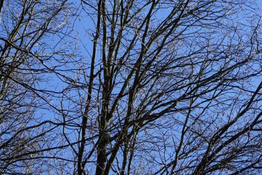 Bir Dendrocopos büyük ağaçkakanı Şubat ayında vahşi doğada bir ağaç dalına tünemiş. Büyük benekli ağaçkakan, Dendrocopos Major, orta büyüklükte bir ağaçkakandır. Berlin, Almanya, Avrupa.  