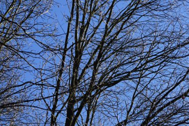 Bir Dendrocopos büyük ağaçkakanı Şubat ayında vahşi doğada bir ağaç dalına tünemiş. Büyük benekli ağaçkakan, Dendrocopos Major, orta büyüklükte bir ağaçkakandır. Berlin, Almanya, Avrupa.  