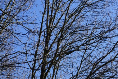 Bir Dendrocopos büyük ağaçkakanı Şubat ayında vahşi doğada bir ağaç dalına tünemiş. Büyük benekli ağaçkakan, Dendrocopos Major, orta büyüklükte bir ağaçkakandır. Berlin, Almanya, Avrupa.  