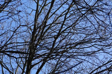 Bir Dendrocopos büyük ağaçkakanı Şubat ayında vahşi doğada bir ağaç dalına tünemiş. Büyük benekli ağaçkakan, Dendrocopos Major, orta büyüklükte bir ağaçkakandır. Berlin, Almanya, Avrupa.  