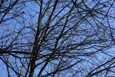 Bir Dendrocopos büyük ağaçkakanı Şubat ayında vahşi doğada bir ağaç dalına tünemiş. Büyük benekli ağaçkakan, Dendrocopos Major, orta büyüklükte bir ağaçkakandır. Berlin, Almanya, Avrupa.  