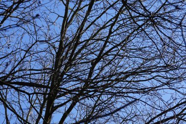 Bir Dendrocopos büyük ağaçkakanı Şubat ayında vahşi doğada bir ağaç dalına tünemiş. Büyük benekli ağaçkakan, Dendrocopos Major, orta büyüklükte bir ağaçkakandır. Berlin, Almanya, Avrupa.  