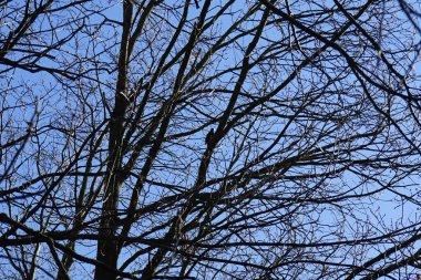 Bir Dendrocopos büyük ağaçkakanı Şubat ayında vahşi doğada bir ağaç dalına tünemiş. Büyük benekli ağaçkakan, Dendrocopos Major, orta büyüklükte bir ağaçkakandır. Berlin, Almanya, Avrupa.  