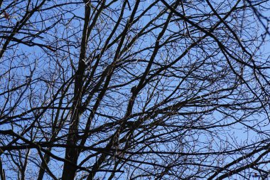 Bir Dendrocopos büyük ağaçkakanı Şubat ayında vahşi doğada bir ağaç dalına tünemiş. Büyük benekli ağaçkakan, Dendrocopos Major, orta büyüklükte bir ağaçkakandır. Berlin, Almanya, Avrupa.  