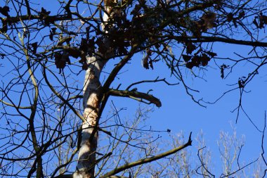 Bir Dendrocopos büyük ağaçkakanı Şubat ayında vahşi doğada bir ağaç dalına tünemiş. Büyük benekli ağaçkakan, Dendrocopos Major, orta büyüklükte bir ağaçkakandır. Berlin, Almanya, Avrupa.                                  