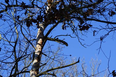 Bir Dendrocopos büyük ağaçkakanı Şubat ayında vahşi doğada bir ağaç dalına tünemiş. Büyük benekli ağaçkakan, Dendrocopos Major, orta büyüklükte bir ağaçkakandır. Berlin, Almanya, Avrupa.                                  