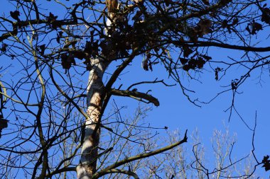 Bir Dendrocopos büyük ağaçkakanı Şubat ayında vahşi doğada bir ağaç dalına tünemiş. Büyük benekli ağaçkakan, Dendrocopos Major, orta büyüklükte bir ağaçkakandır. Berlin, Almanya, Avrupa.                                  