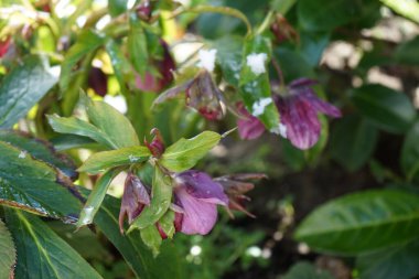 Güzel Noel gülü, Helleborus melezi 
