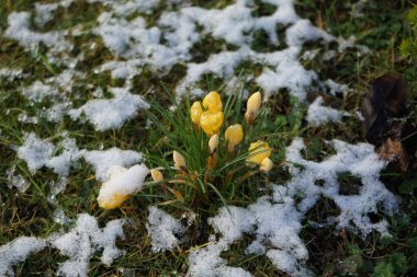 Crocus chrysanthus 'Romance' şubat ayında kar altında sarı çiçeklerle çiçek açar. Crocus chrysanthus, Crocus cinsinin Iridaceae familyasından bir bitki türüdür. Berlin, Almanya, Avrupa. 