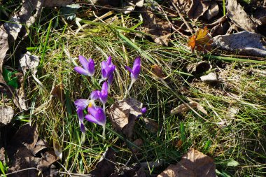 Crocus tommasinianus bitkileri Şubat ayında düşen yapraklar arasında vahşi doğada mor çiçeklerle çiçek açarlar. Crocus tommasinianus (