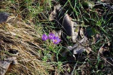 Crocus tommasinianus bitkileri Şubat ayında düşen yapraklar arasında vahşi doğada mor çiçeklerle çiçek açarlar. Crocus tommasinianus (