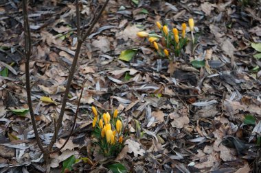 Crocus x luteus 'Altın Sarı' şubatta sarı çiçekler ve koyu damarlarla açar. Crocus, İridaceae familyasına ait mevsimlik çiçekli bir bitki cinsidir. Berlin, Almanya, Avrupa. 