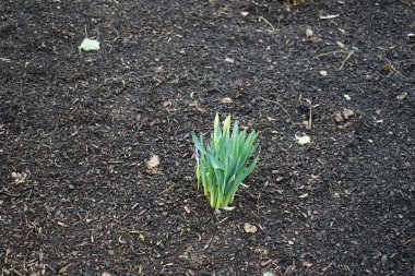 Crocus tommasinianus ve Narcissus pseudonarcissus şubat ayında çiçek açarlar. Crocus tommasinianus, Ormangiller (Iridaceae) familyasından Crocus tommasinianus cinsinin uzun ömürlü bir türüdür. Berlin, Almanya, Avrupa.