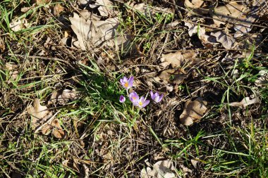 Crocus tommasinianus bitkileri Şubat ayında düşen yapraklar arasında vahşi doğada mor çiçeklerle çiçek açarlar. Crocus tommasinianus (