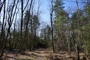 Kış bitkileriyle, devrilmiş ağaçlarla, dallarla ve Şubat ayında görülen yapraklarla güzel bir orman manzarası. Berlin, Almanya, Avrupa.            