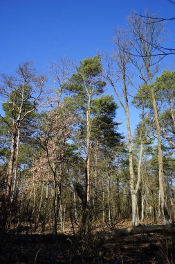 Kış bitkileriyle, devrilmiş ağaçlarla, dallarla ve Şubat ayında görülen yapraklarla güzel bir orman manzarası. Berlin, Almanya, Avrupa.            