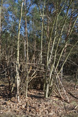 Şubat ayında bir kış ormanında ağaç dallarından yapılmış bir kulübe. Berlin, Almanya. 
